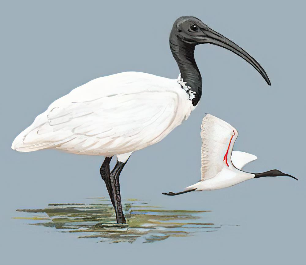 黑头白鹮 / Black-headed Ibis / Threskiornis melanocephalus