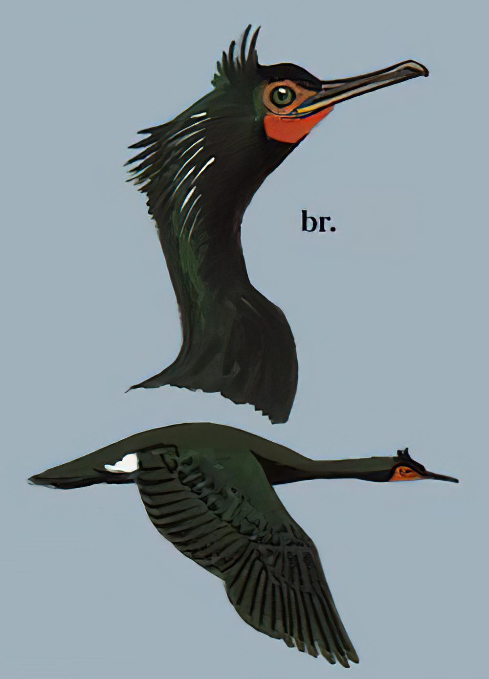 海鸬鹚 / Pelagic Cormorant / Phalacrocorax pelagicus