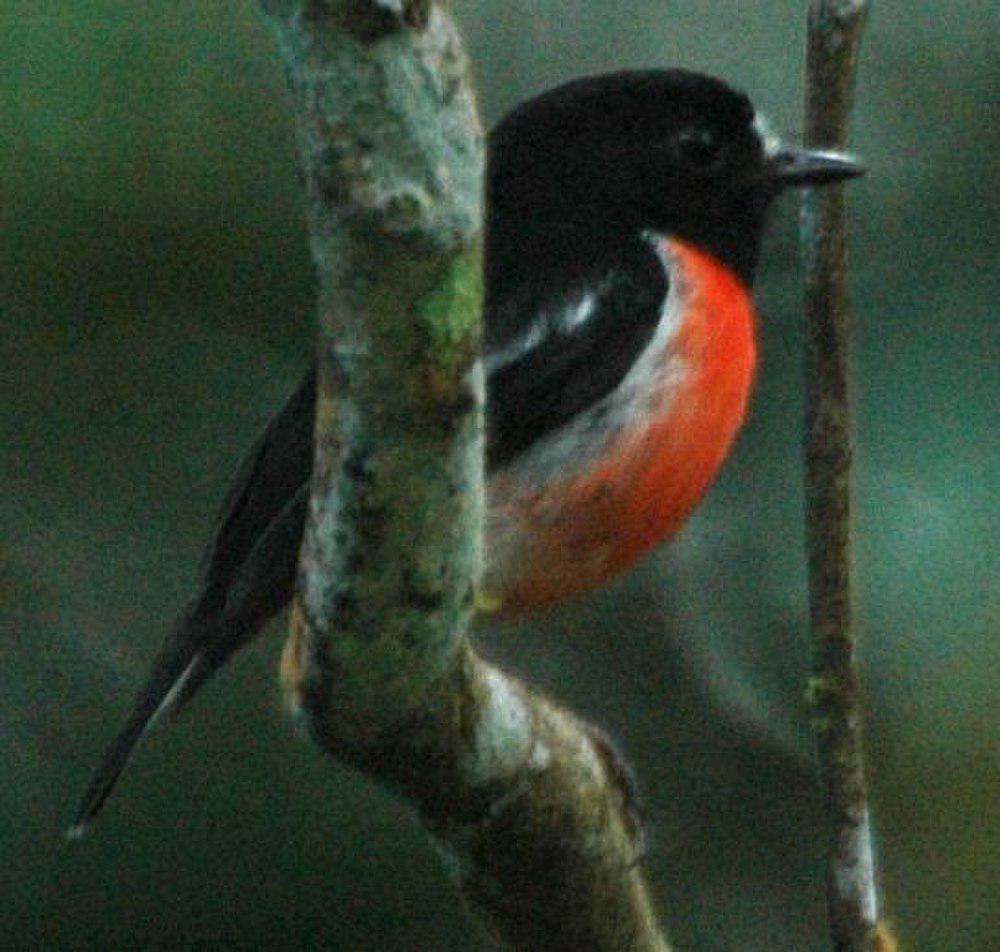 红鸲鹟 / Pacific Robin / Petroica pusilla