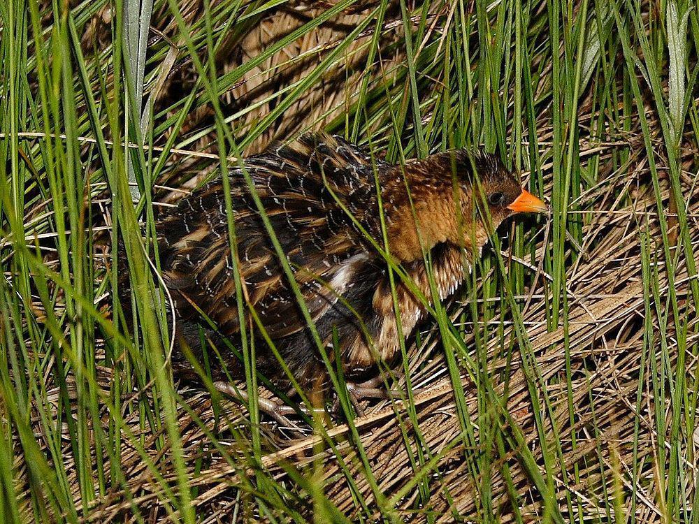 北美花田鸡 / Yellow Rail / Coturnicops noveboracensis