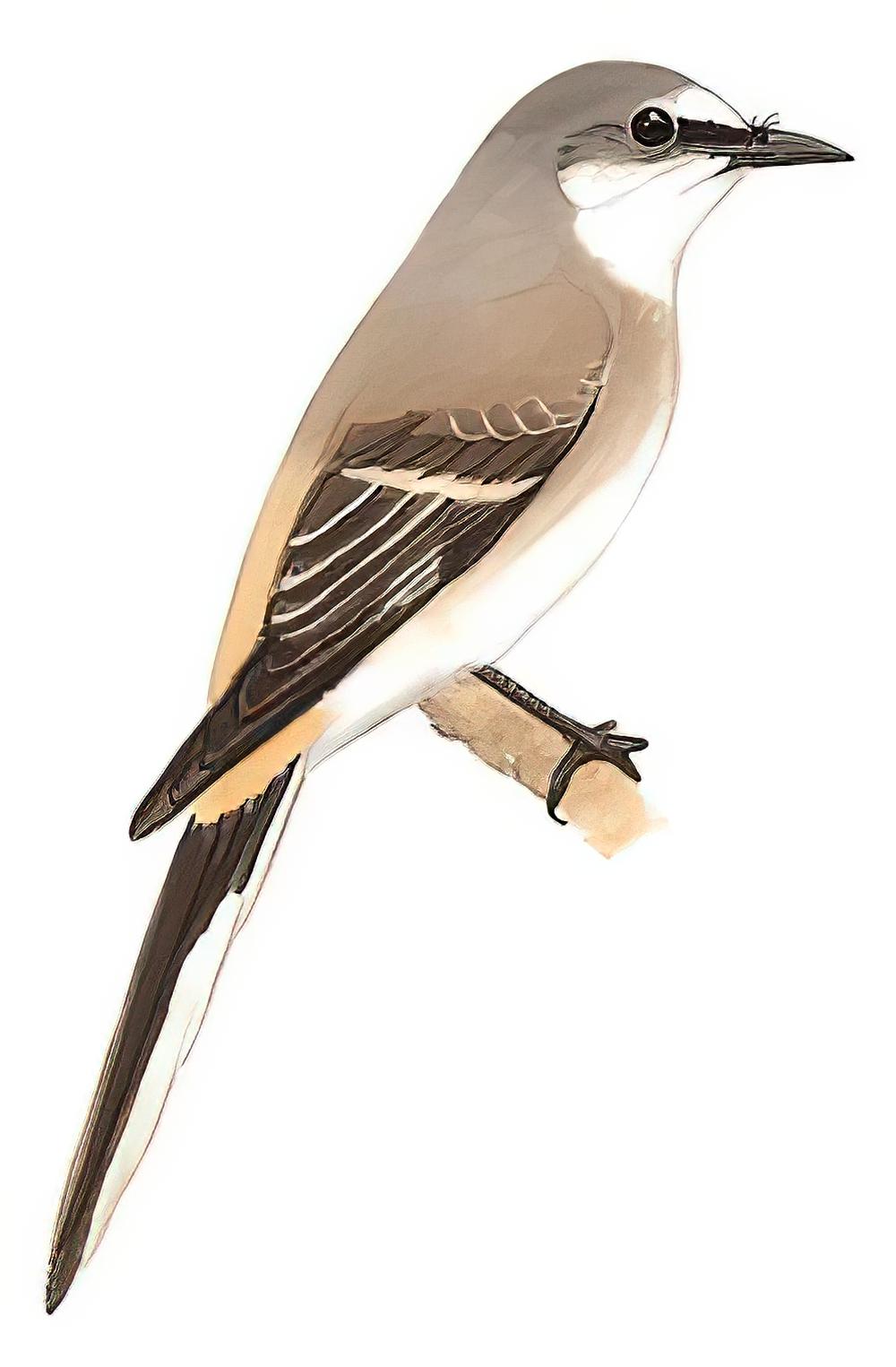 小灰山椒鸟 / Swinhoe\'s Minivet / Pericrocotus cantonensis