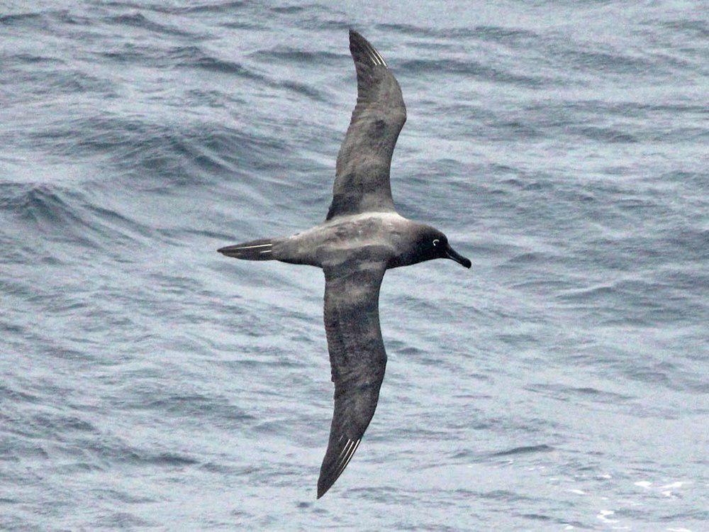 乌信天翁 / Sooty Albatross / Phoebetria fusca