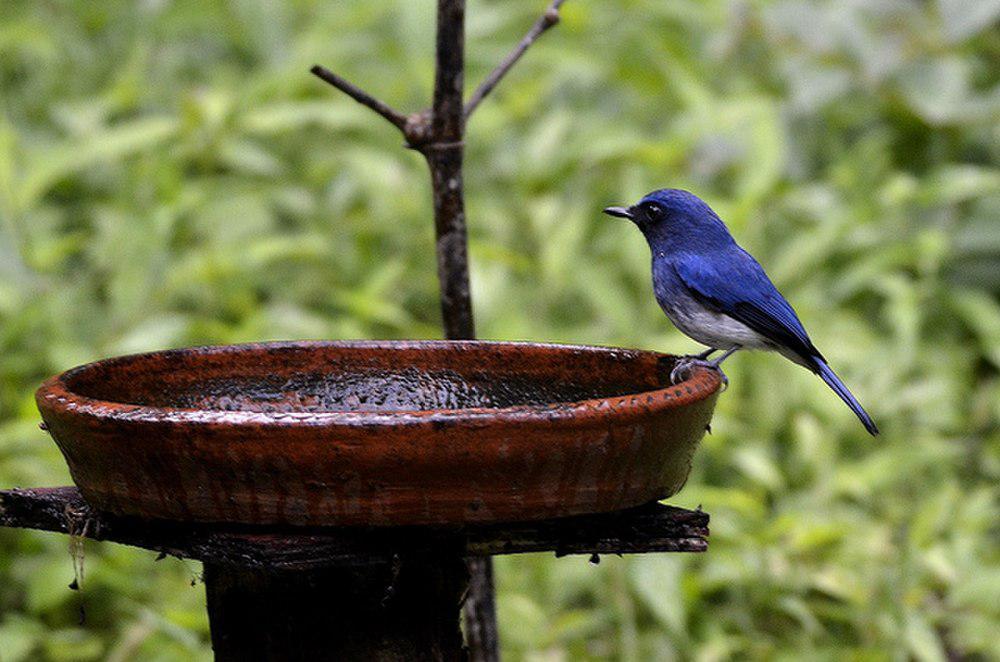 白腹仙鹟 / White-bellied Blue Flycatcher / Cyornis pallidipes