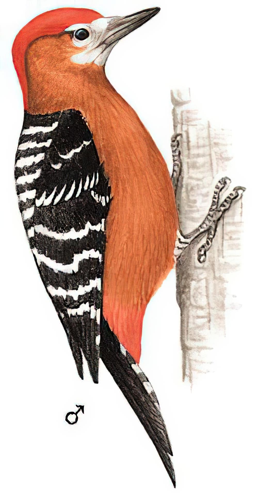 棕腹啄木鸟 / Rufous-bellied Woodpecker / Dendrocopos hyperythrus