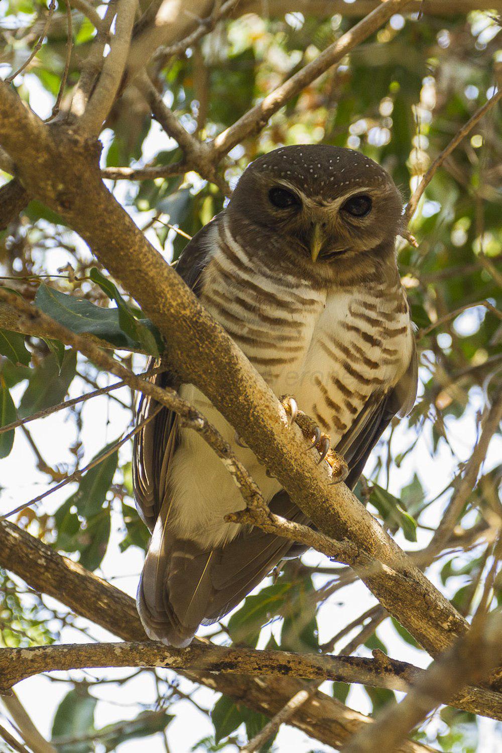 白眉鹰鸮 / White-browed Hawk-Owl / Ninox superciliaris