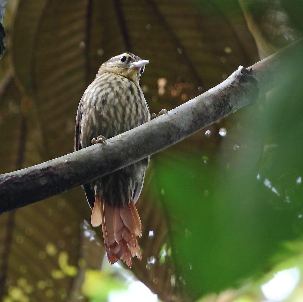 淡眉树猎雀 / Pale-browed Treehunter / Cichlocolaptes leucophrus