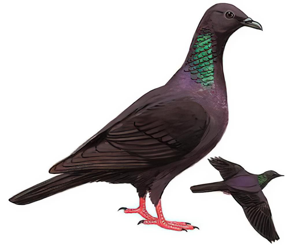 黑林鸽 / Japanese Wood Pigeon / Columba janthina