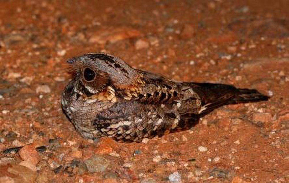 非洲夜鹰 / Fiery-necked Nightjar / Caprimulgus pectoralis