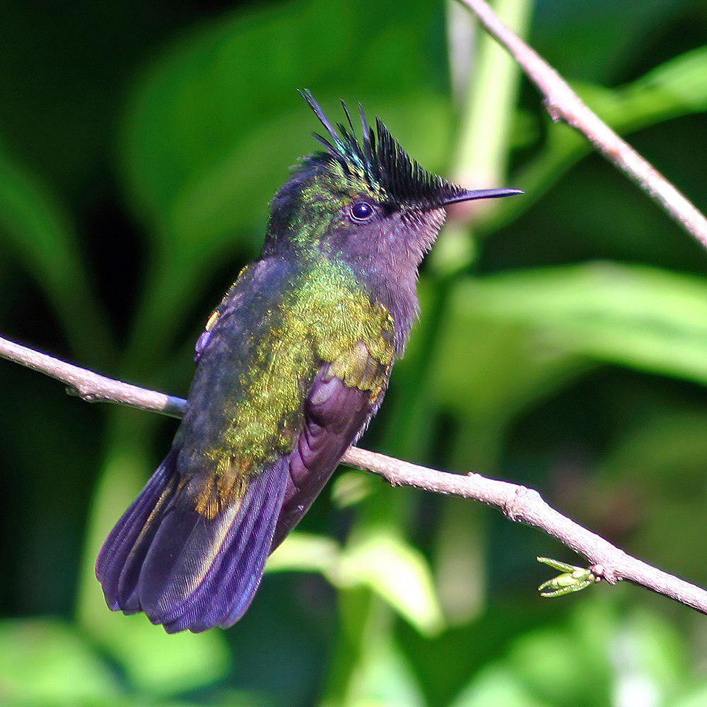 凤头蜂鸟 / Antillean Crested Hummingbird / Orthorhyncus cristatus