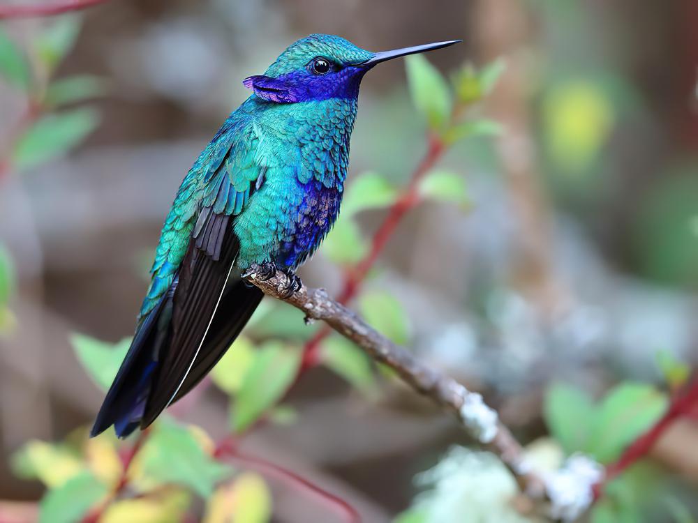 辉紫耳蜂鸟 / Sparkling Violetear / Colibri coruscans