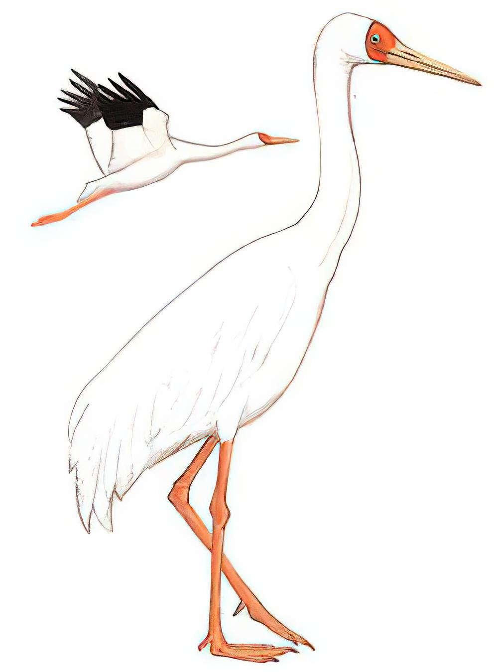 白鹤 / Siberian Crane / Leucogeranus leucogeranus