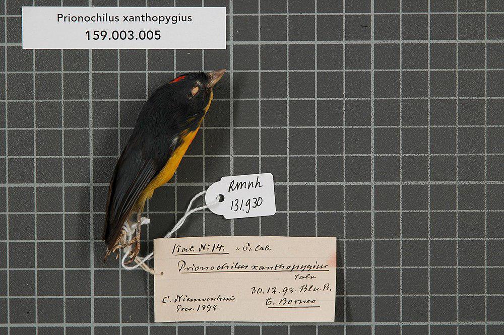 加里曼丹啄花鸟 / Yellow-rumped Flowerpecker / Prionochilus xanthopygius