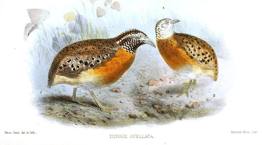 菲律宾三趾鹑 / Spotted Buttonquail / Turnix ocellatus