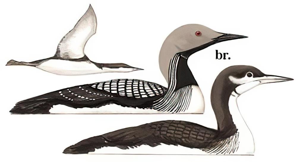 黑喉潜鸟 / Black-throated Loon / Gavia arctica