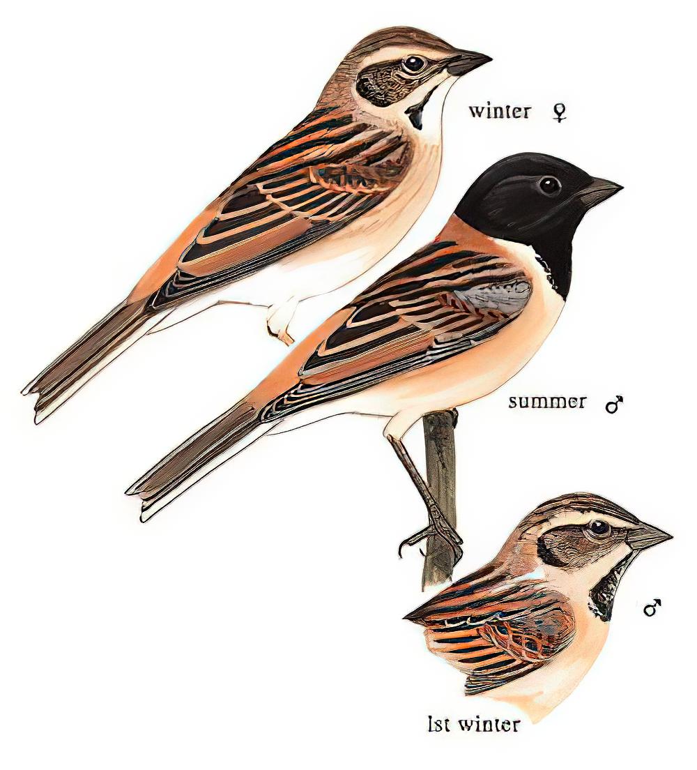 红颈苇鹀 / Japanese Reed Bunting / Emberiza yessoensis