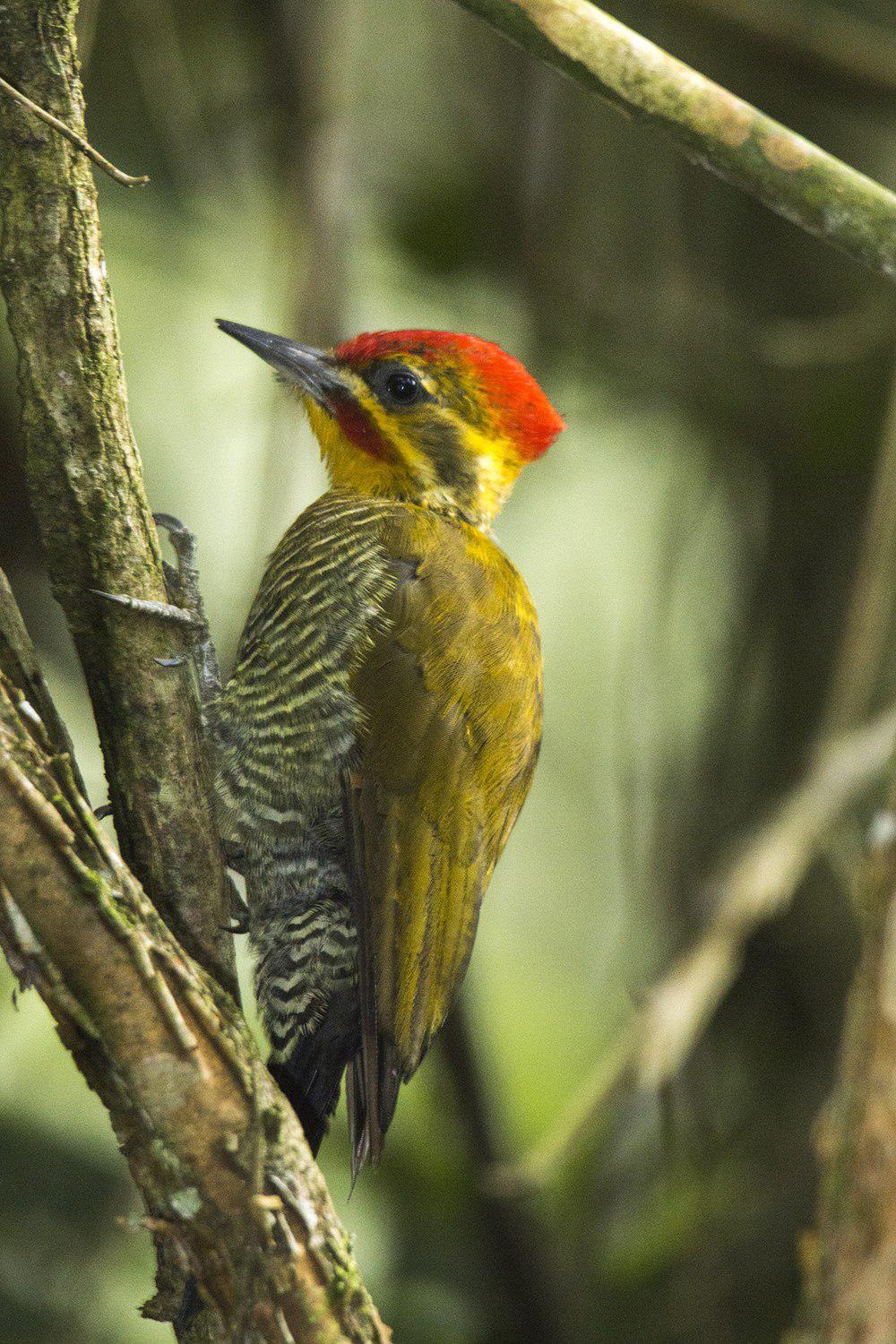 白眉啄木鸟 / Yellow-browed Woodpecker / Piculus aurulentus