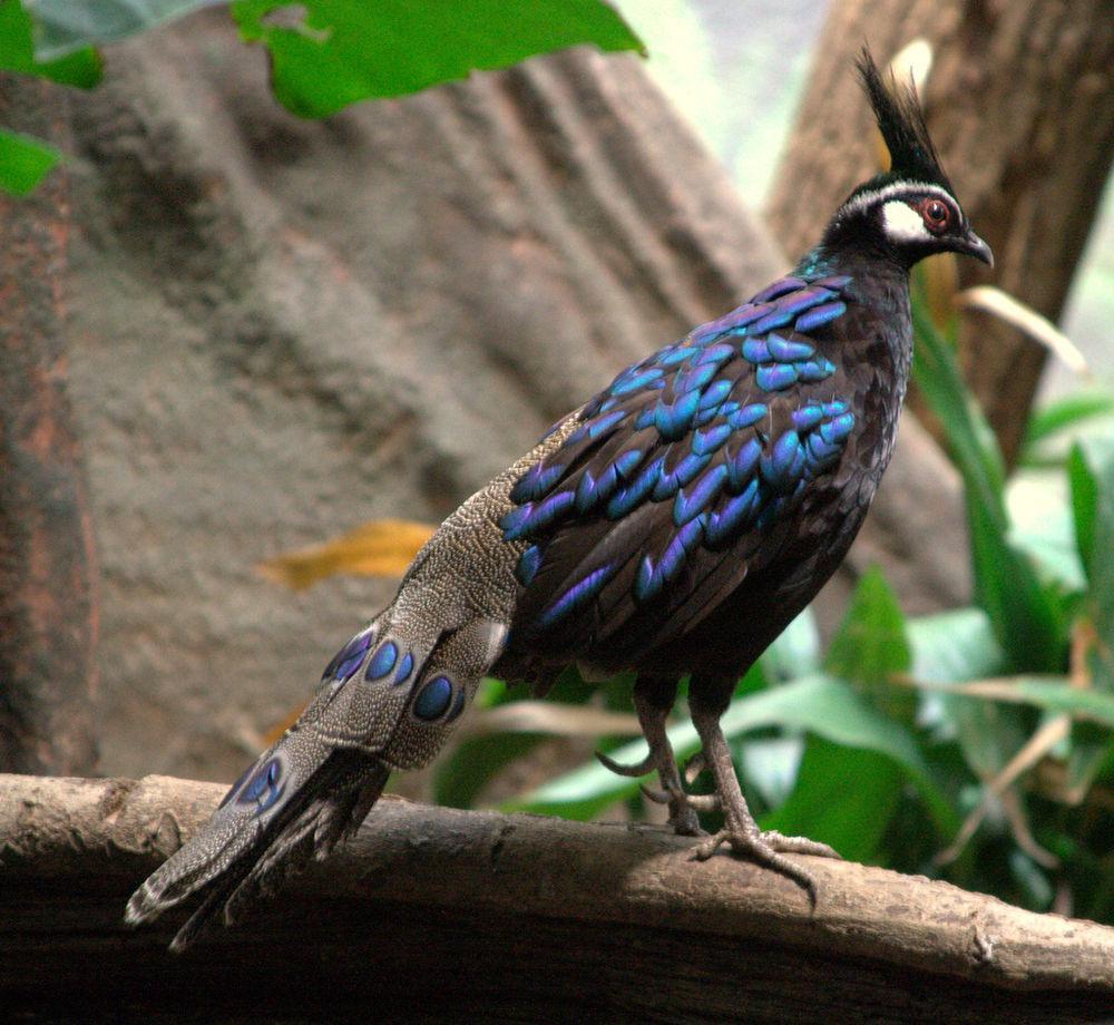巴拉望孔雀雉 / Palawan Peacock-Pheasant / Polyplectron napoleonis