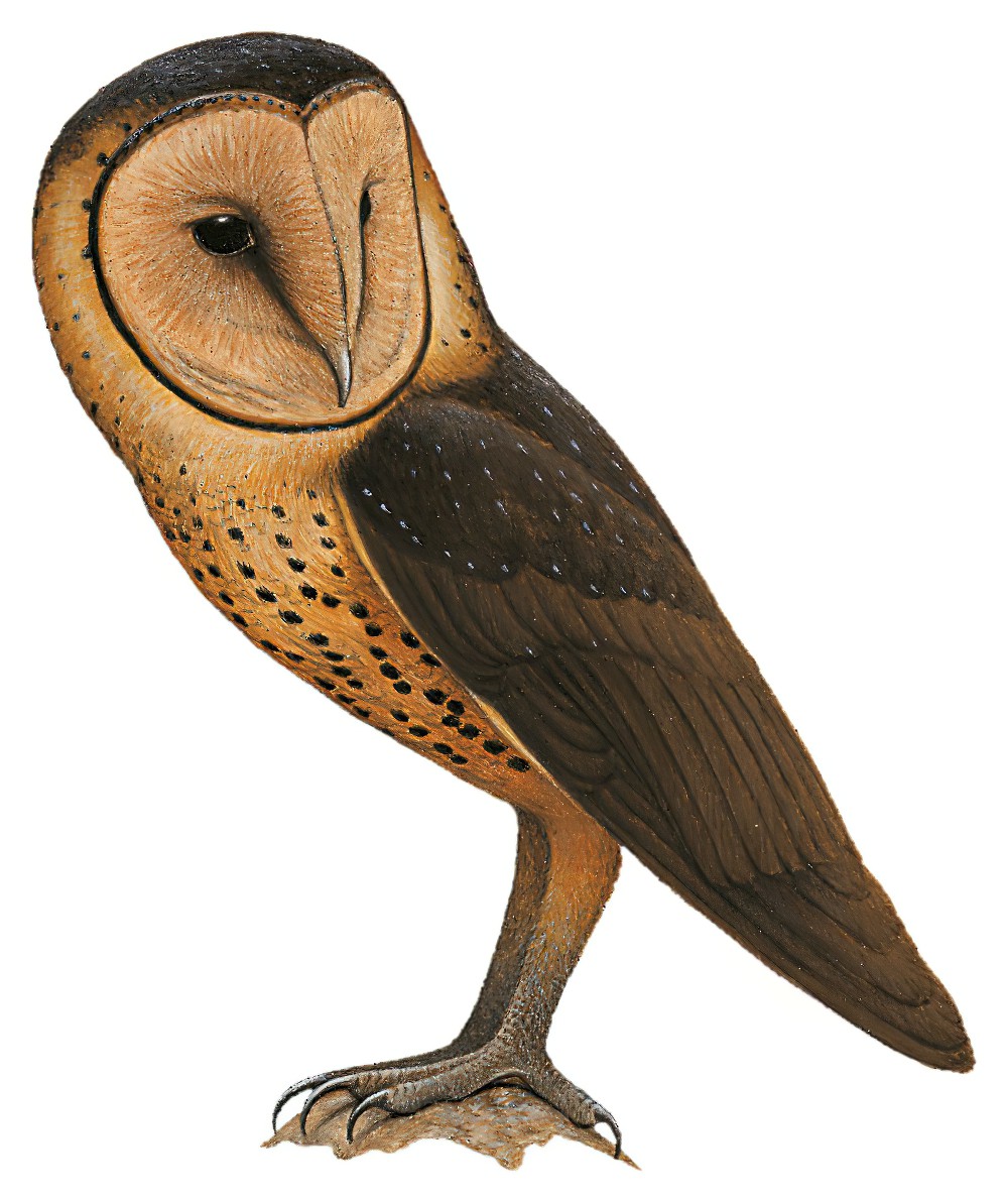 塔里仓鸮 / Taliabu Masked Owl / Tyto nigrobrunnea