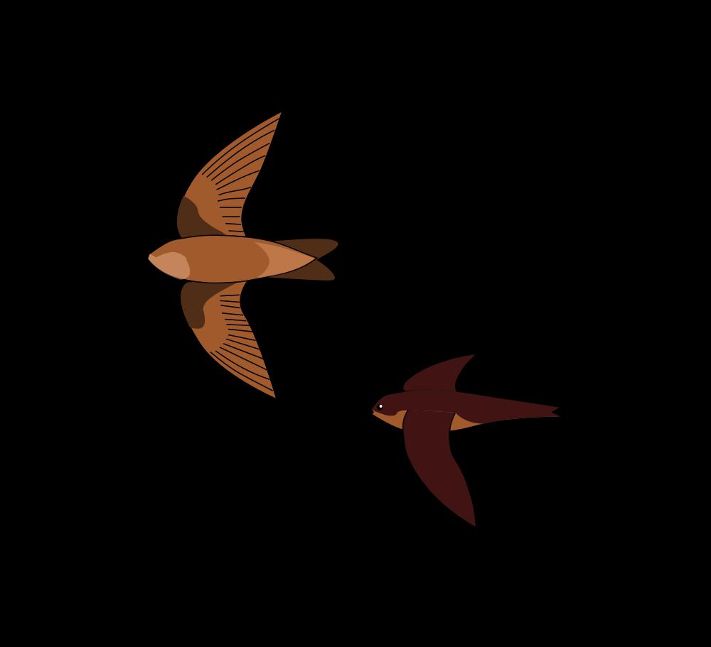 印度金丝燕 / Indian Swiftlet / Aerodramus unicolor