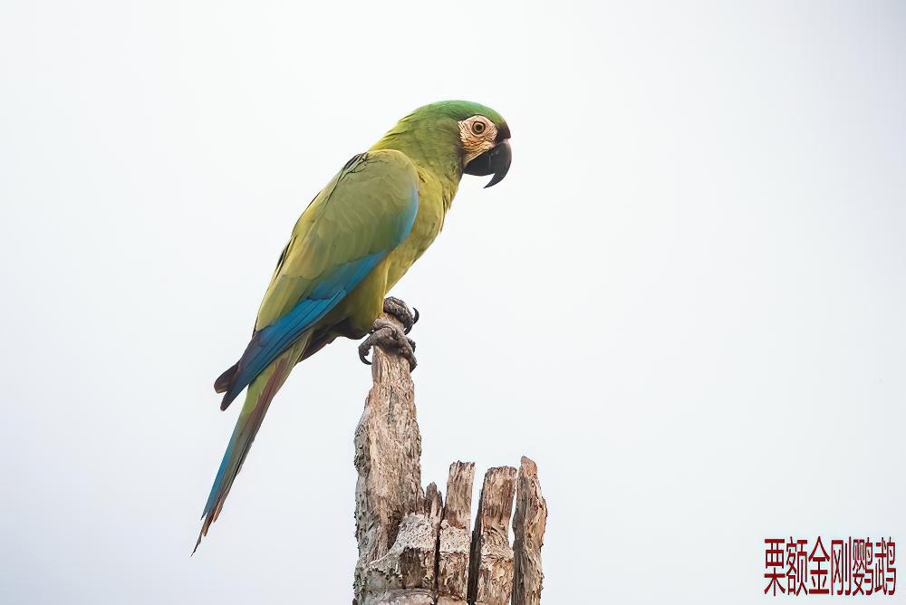 栗额金刚鹦鹉 / Chestnut-fronted Macaw / Ara severus