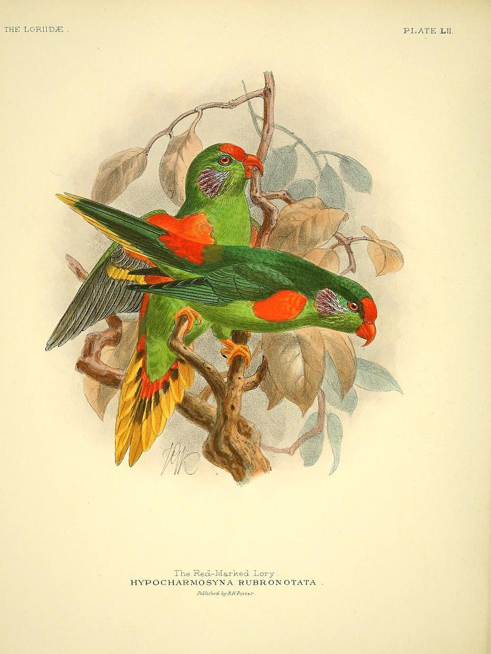 红斑鹦鹉 / Red-fronted Lorikeet / Charmosyna rubronotata