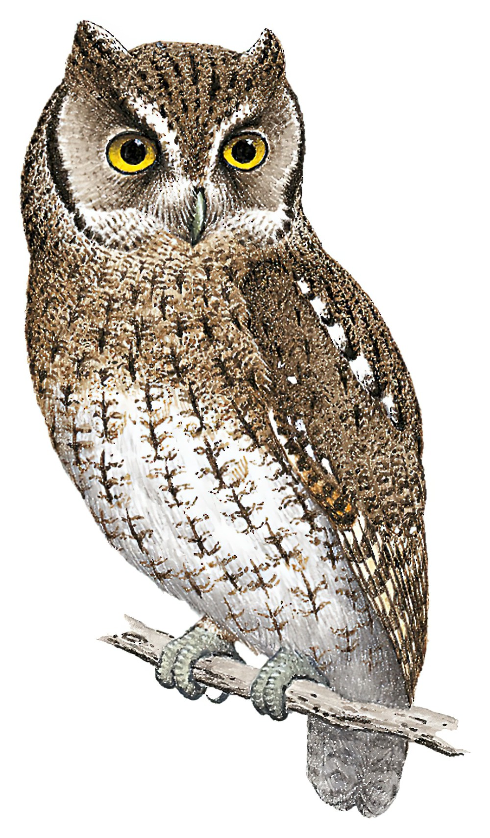 马氏角鸮 / Koepcke's Screech Owl / Megascops koepckeae