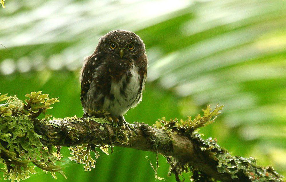 哥斯达黎加鸺鹠 / Costa Rican Pygmy Owl / Glaucidium costaricanum