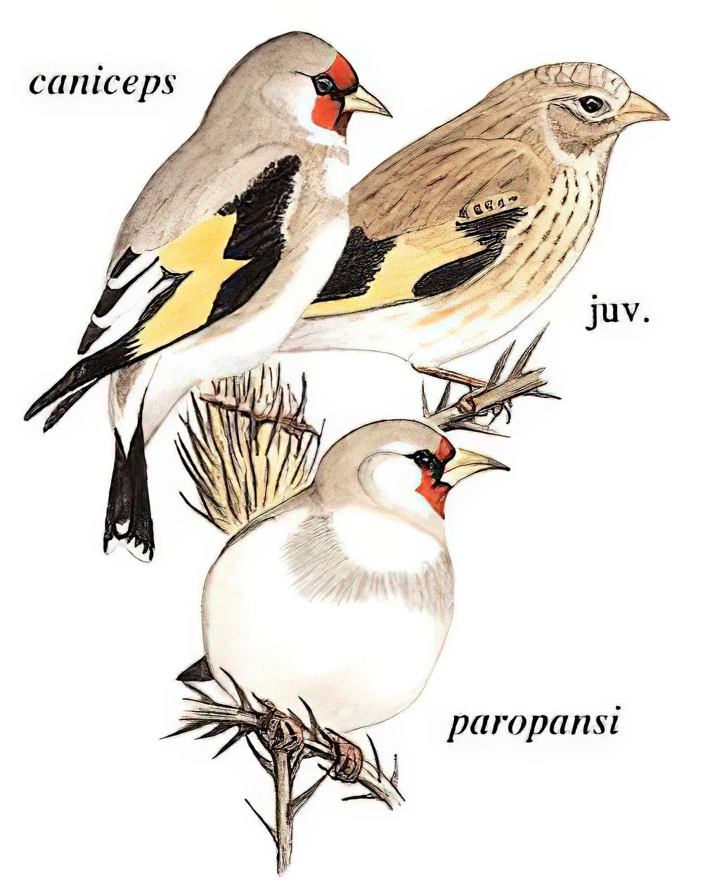 红额金翅雀 / European Goldfinch / Carduelis carduelis
