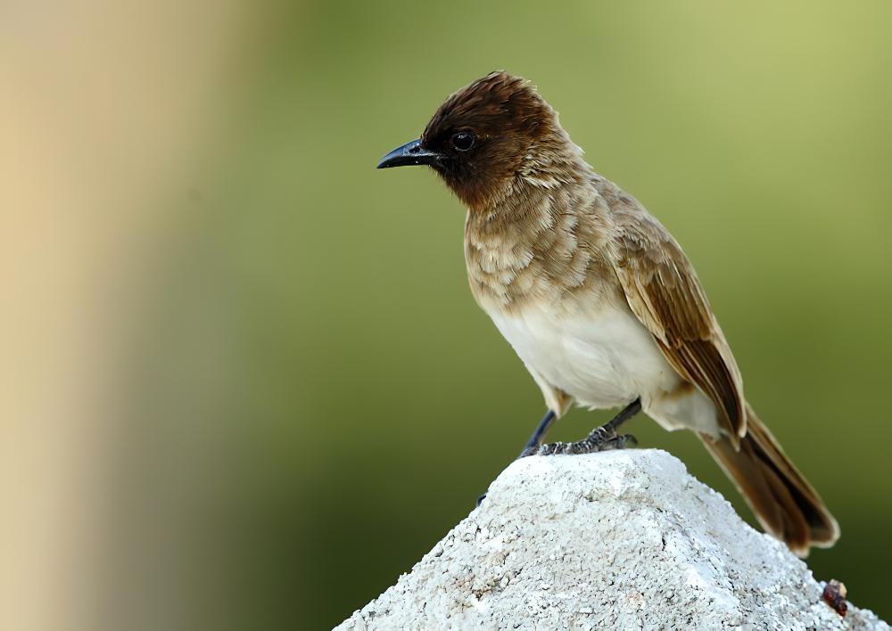 黑眼鹎 / Common Bulbul / Pycnonotus barbatus