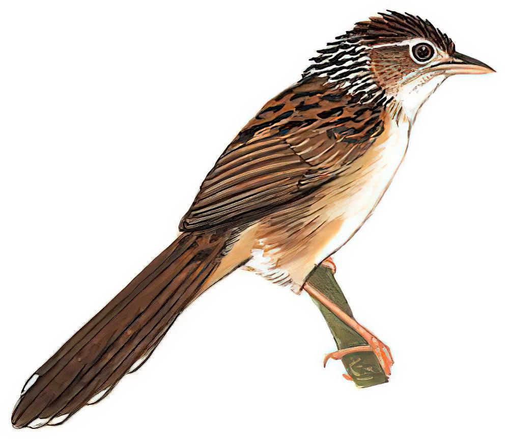 大草莺 / Chinese Grassbird / Graminicola striatus