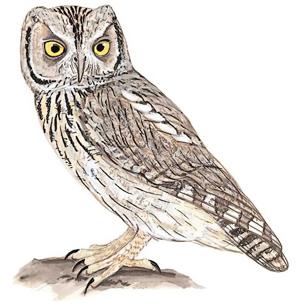 纵纹角鸮 / Pallid Scops Owl / Otus brucei