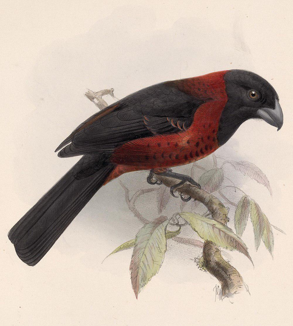 朱领锡嘴雀 / Crimson-collared Grosbeak / Rhodothraupis celaeno