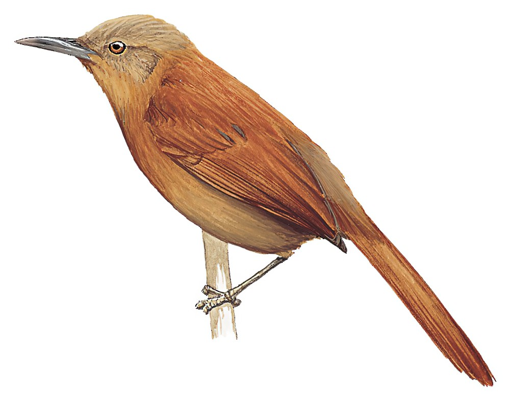 锈背软尾雀 / Russet-mantled Softtail / Thripophaga berlepschi