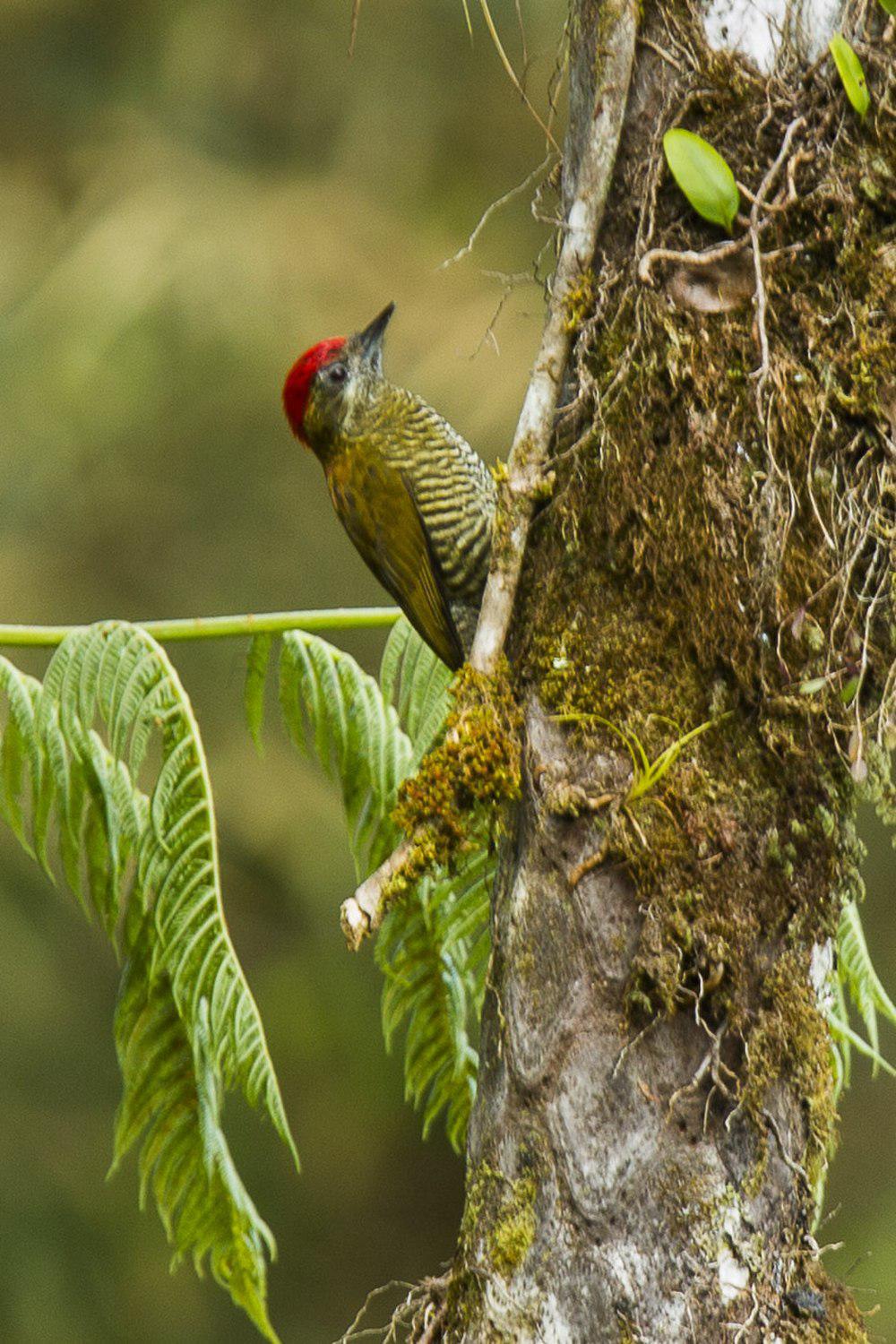 斑腹啄木鸟 / Bar-bellied Woodpecker / Veniliornis nigriceps