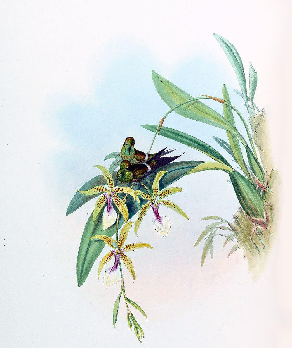 铜色刺尾蜂鸟 / Letitia\'s Thorntail / Discosura letitiae