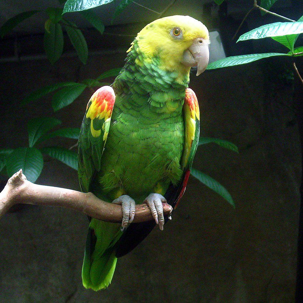 双黄头亚马逊鹦鹉 / Yellow-headed Amazon / Amazona oratrix