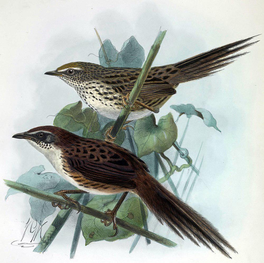 查塔姆蕨莺 / Chatham Fernbird / Poodytes rufescens