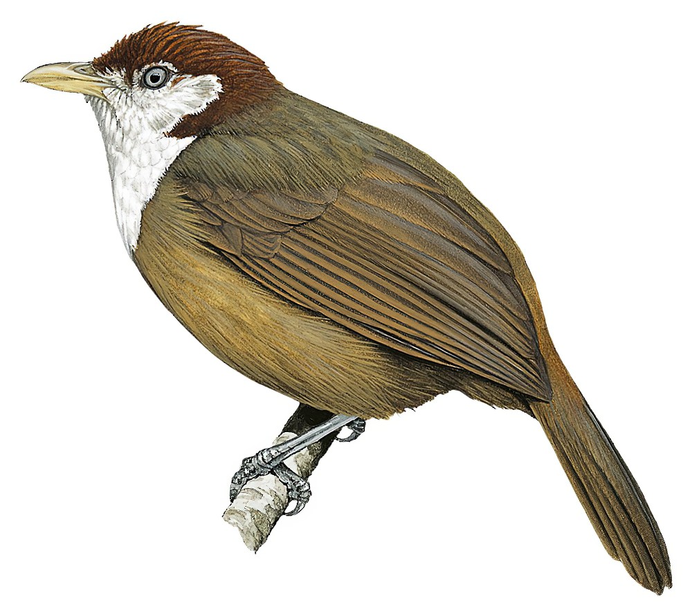 白喉鵙鹛 / White-throated Mountain Babbler / Turdoides gilberti