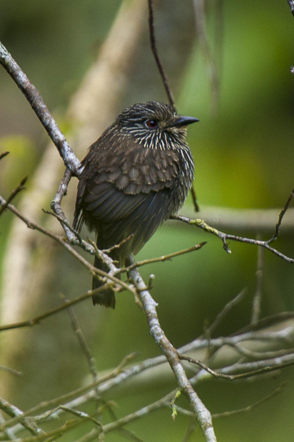 黑纹蓬头䴕 / Black-streaked Puffbird / Malacoptila fulvogularis
