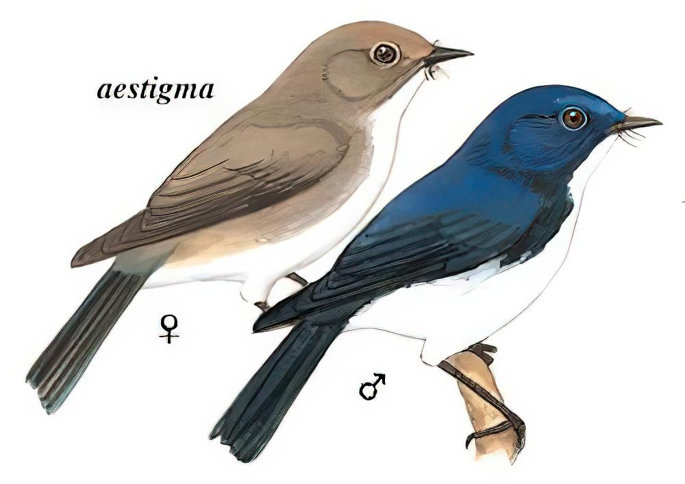 白眉蓝姬鹟 / Ultramarine Flycatcher / Ficedula superciliaris