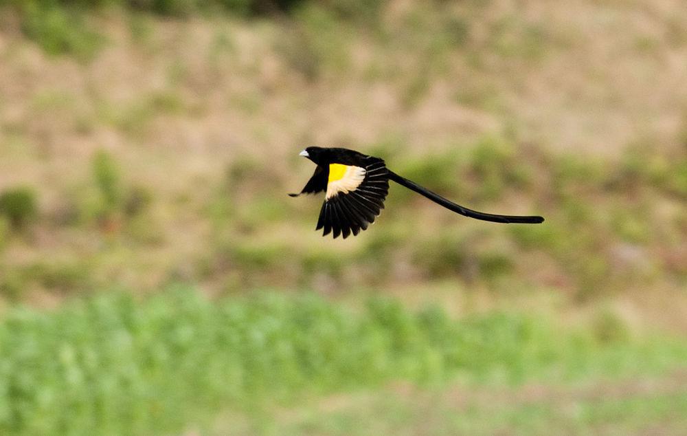 淡黄肩织雀 / Montane Widowbird / Euplectes psammacromius