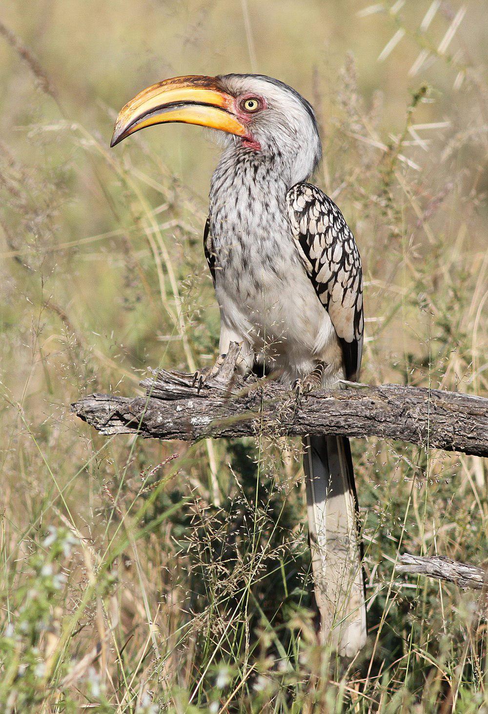 南黄弯嘴犀鸟 / Southern Yellow-billed Hornbill / Tockus leucomelas