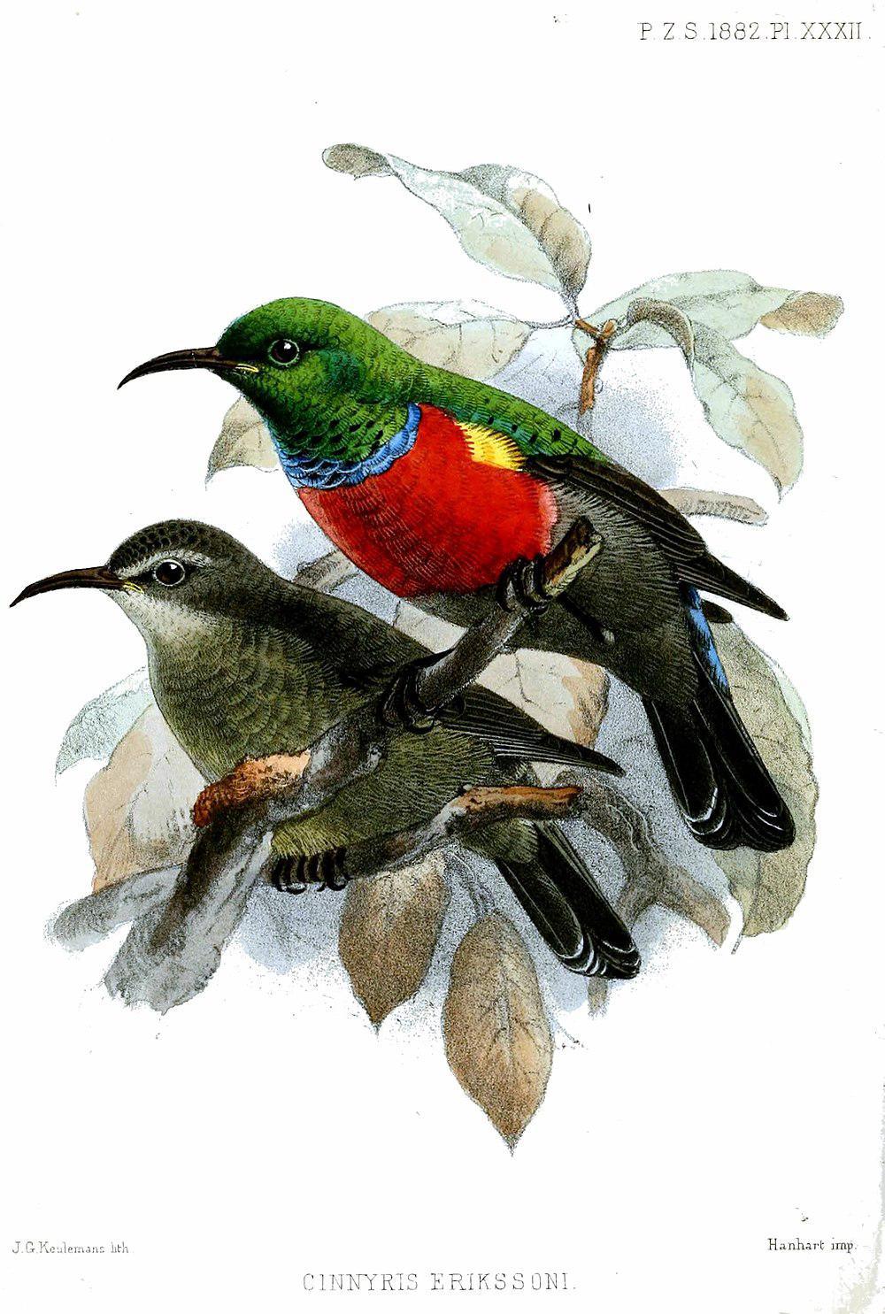 山林双领花蜜鸟 / Ludwig\'s Double-collared Sunbird / Cinnyris ludovicensis