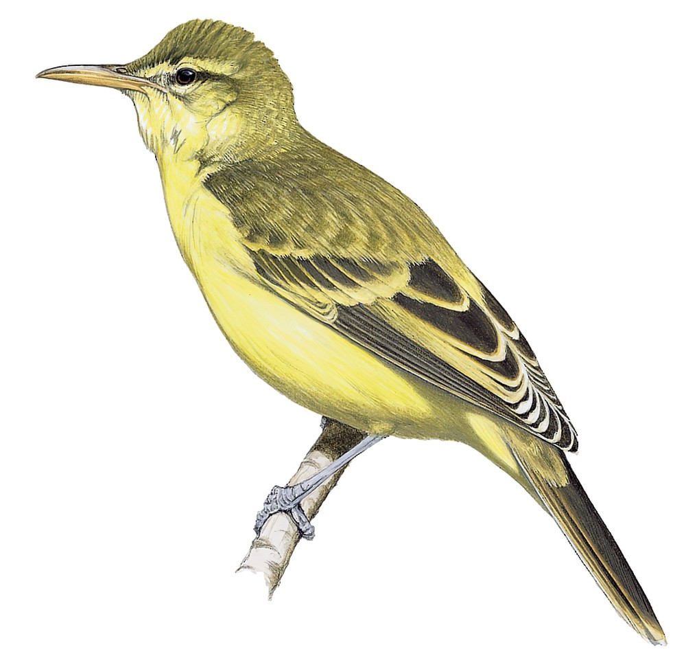 北马岛苇莺 / Northern Marquesan Reed Warbler / Acrocephalus percernis