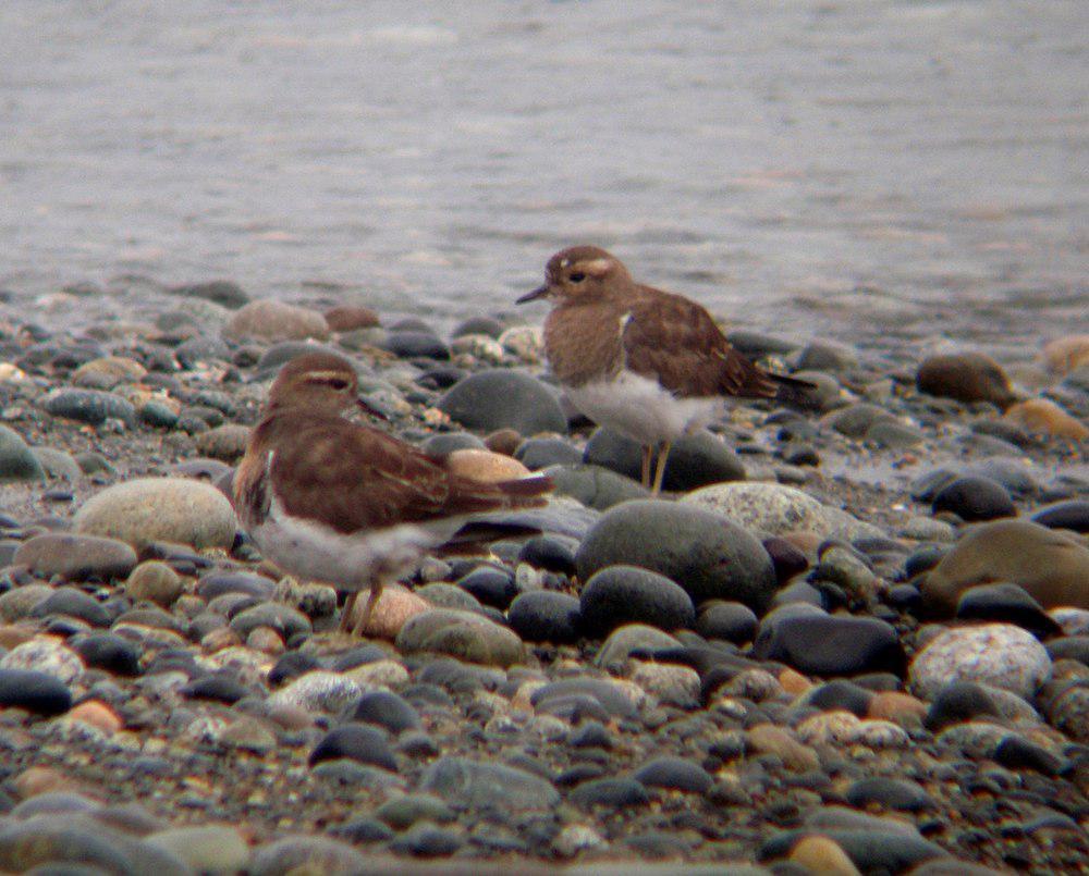 棕胸鸻 / Rufous-chested Plover / Charadrius modestus