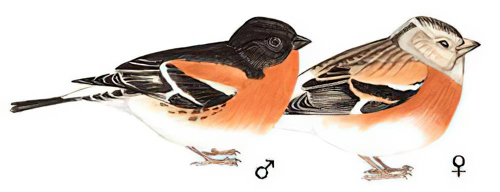 燕雀 / Brambling / Fringilla montifringilla