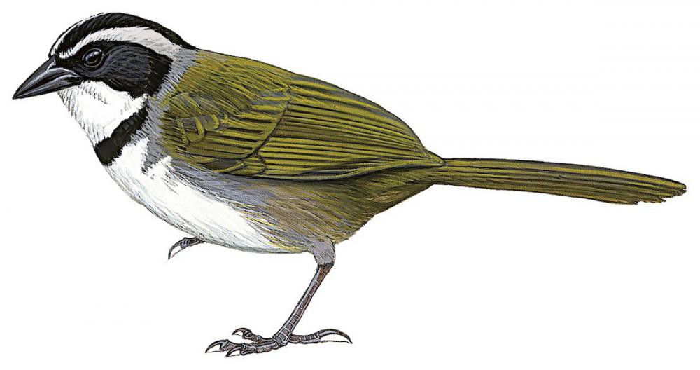 加拉加斯薮雀 / Caracas Brushfinch / Arremon phaeopleurus