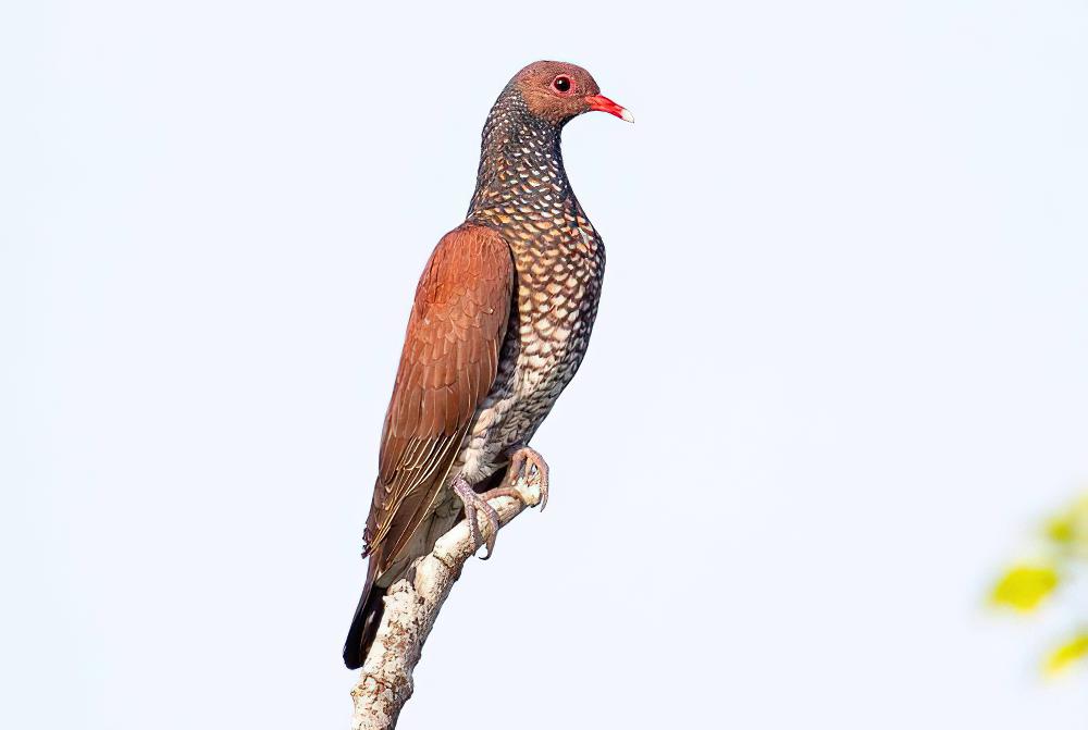 鳞斑鸽 / Scaled Pigeon / Patagioenas speciosa