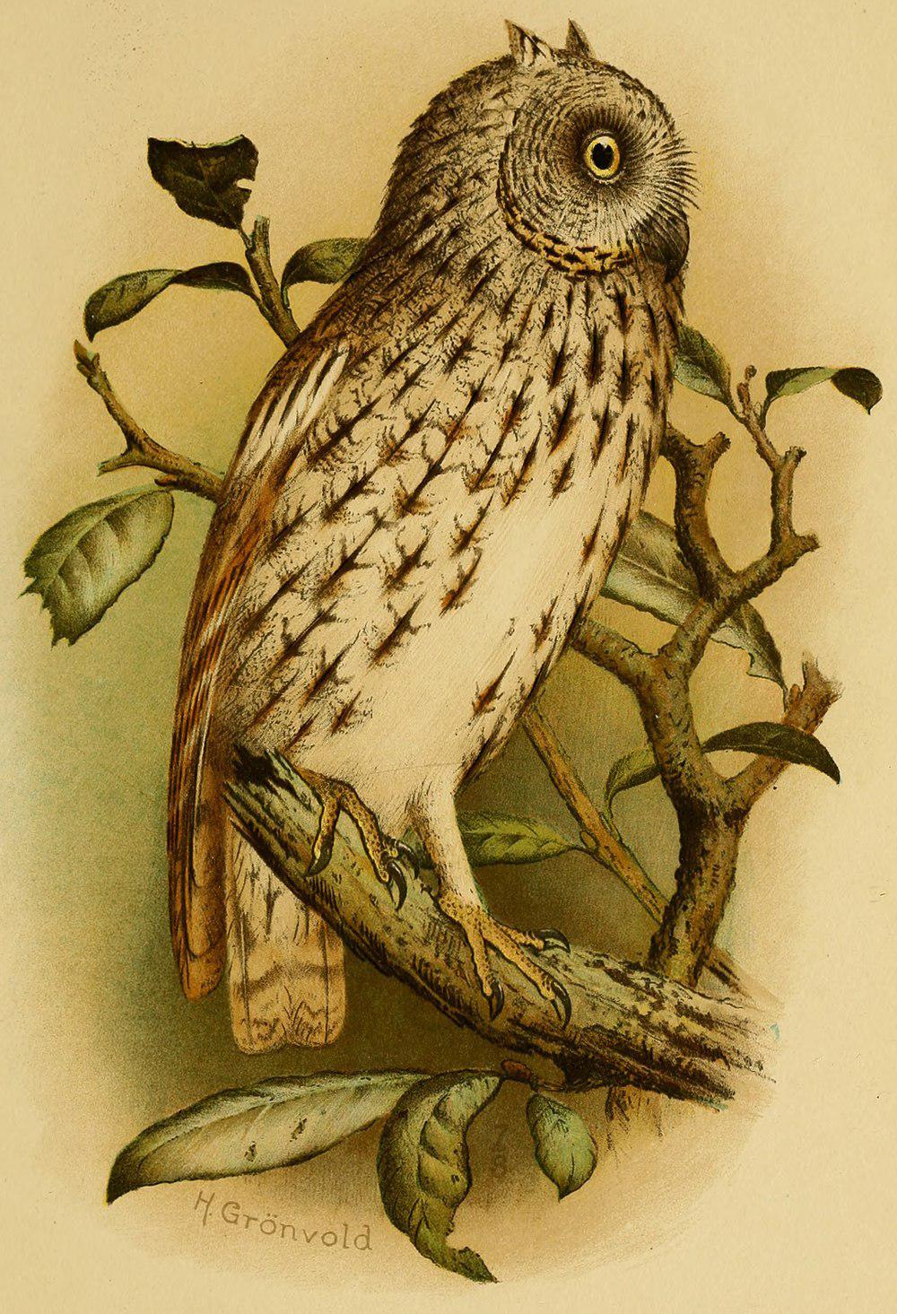 索岛角鸮 / Socotra Scops Owl / Otus socotranus