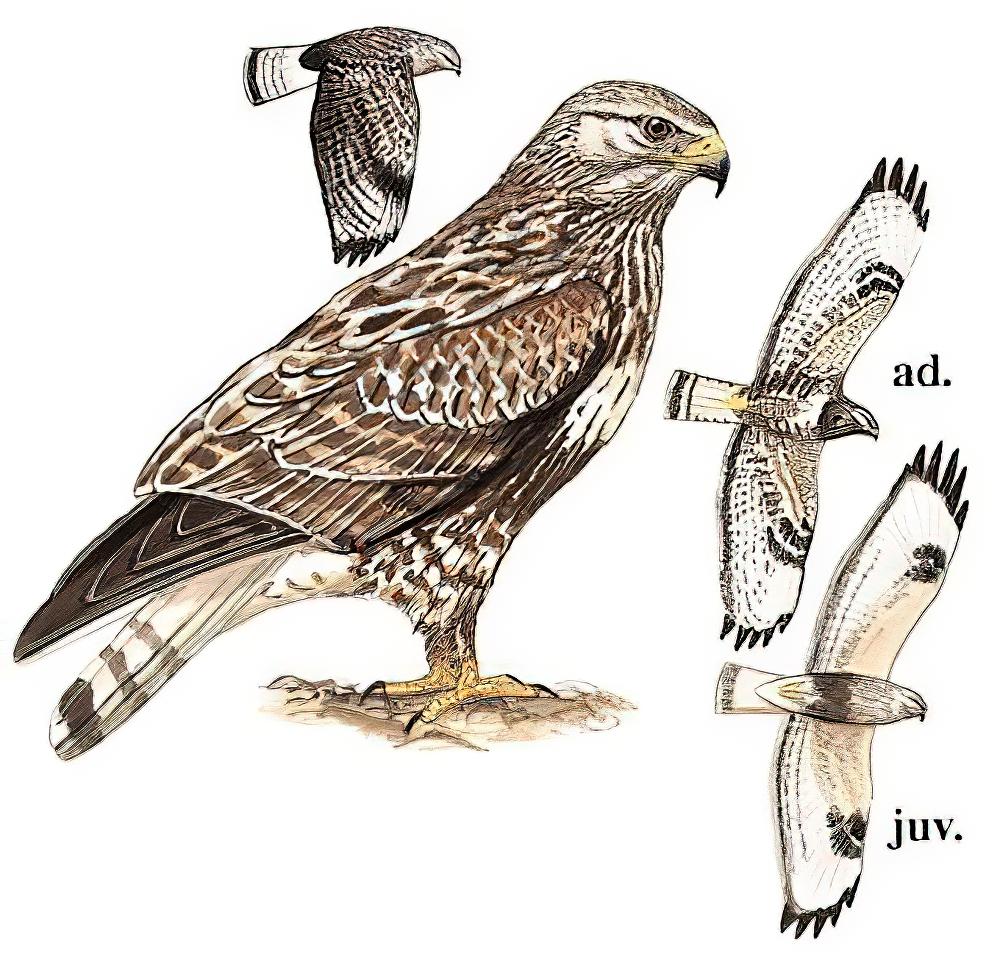 毛脚鵟 / Rough-legged Buzzard / Buteo lagopus